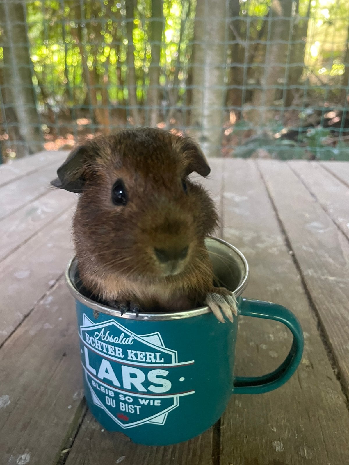 Cavia vrouwtje te koop, Dieren en Toebehoren, Cavia, Juni, Vrouwelijk, Tam