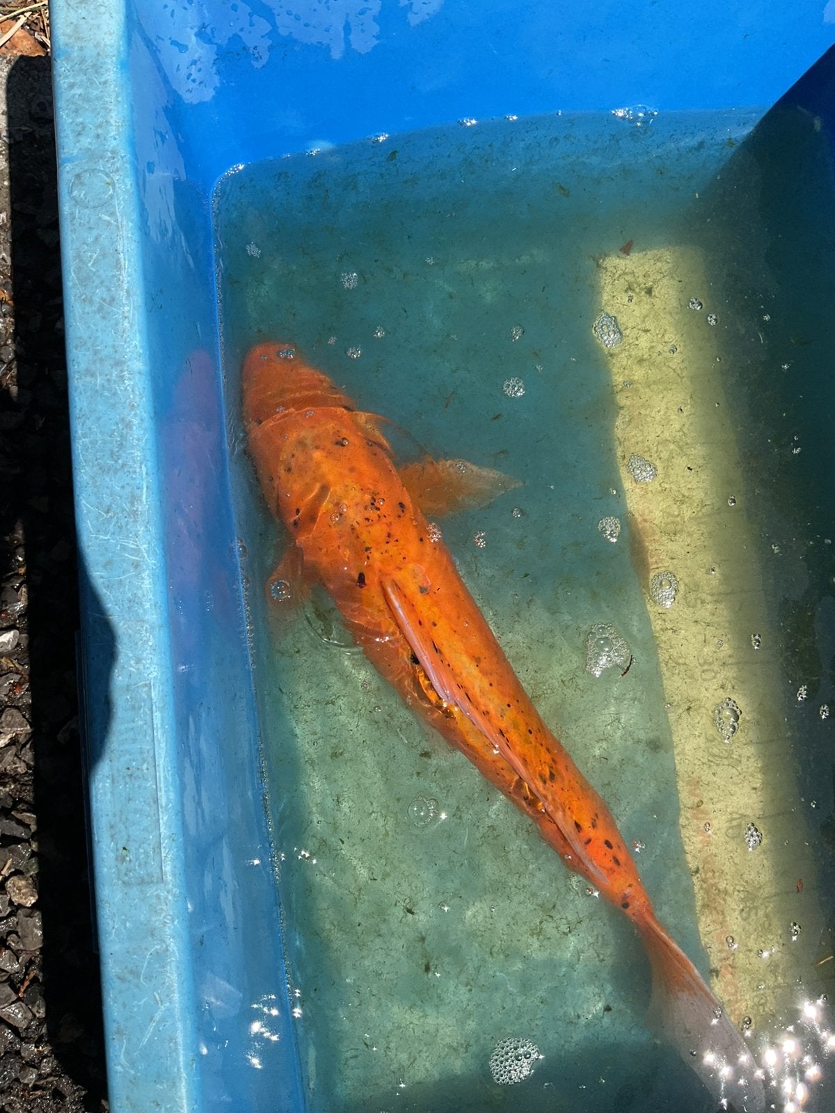 Koi 55 cm, Ophalen, Nieuw, Vijverfilter