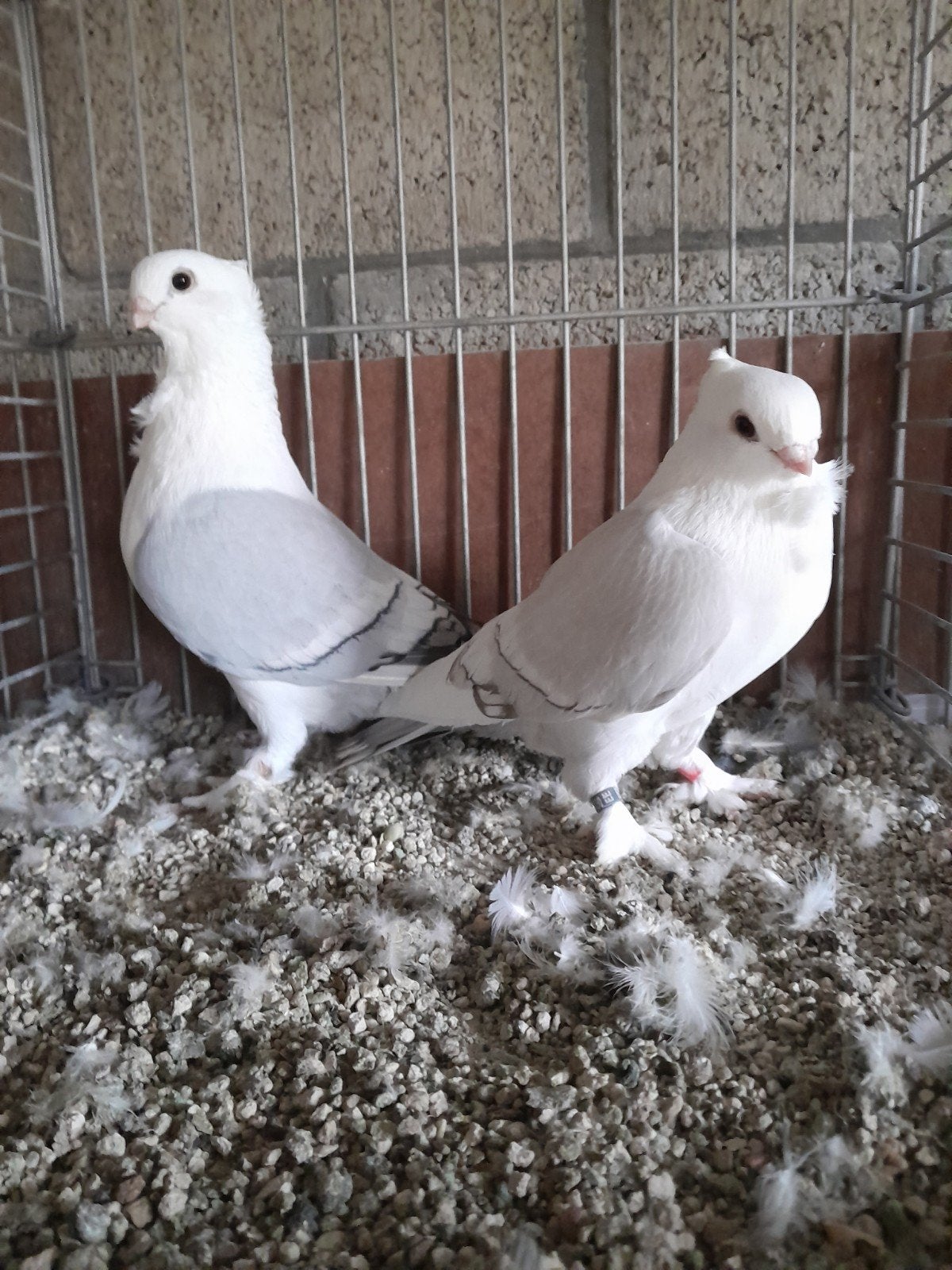 Oud-Oosterse Meeuwen.
