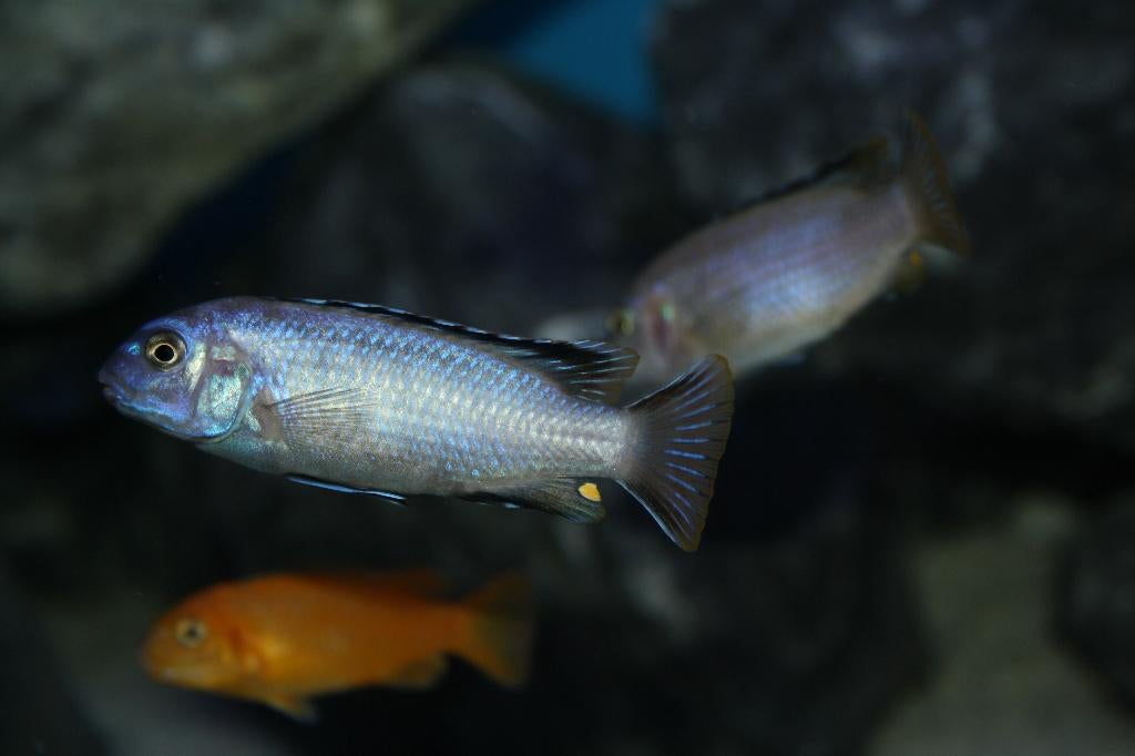 Metriaclima Msobo (Malawi Cichlide), Dieren en Toebehoren, Vissen | Aquariumvissen, Vis, Zoetwatervis
