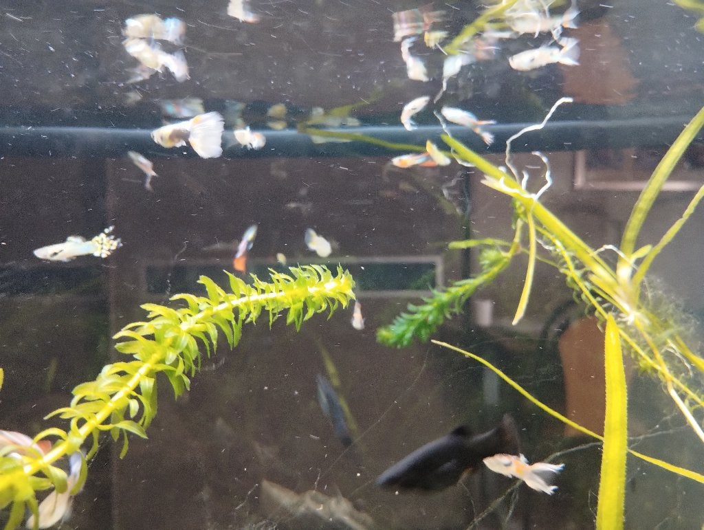 Guppy mix, Dieren en Toebehoren, Vissen | Aquariumvissen