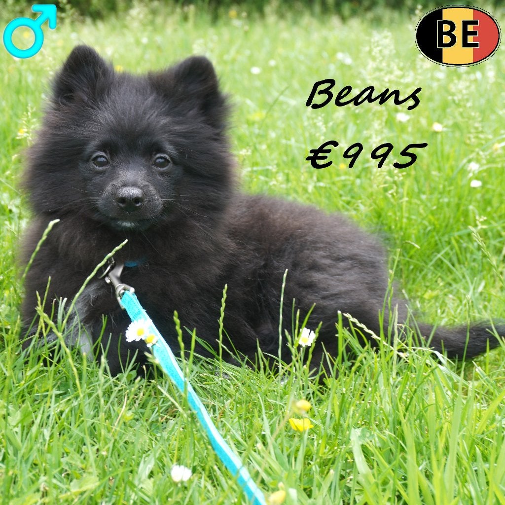 Beans & Beetle, zwarte Keesjes - Belgische pups te koop, Parvo, België, 15 weken tot 1 jaar, Meerdere