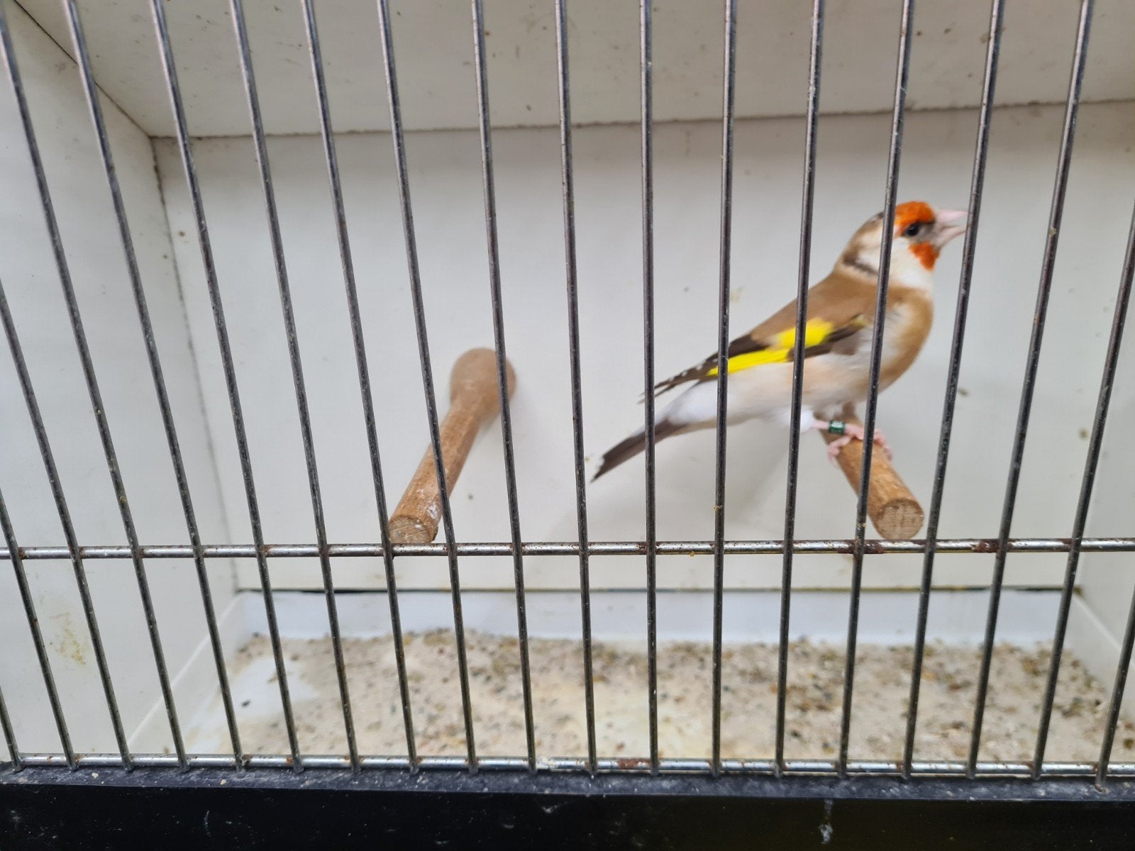 distelvinken, Dieren en Toebehoren