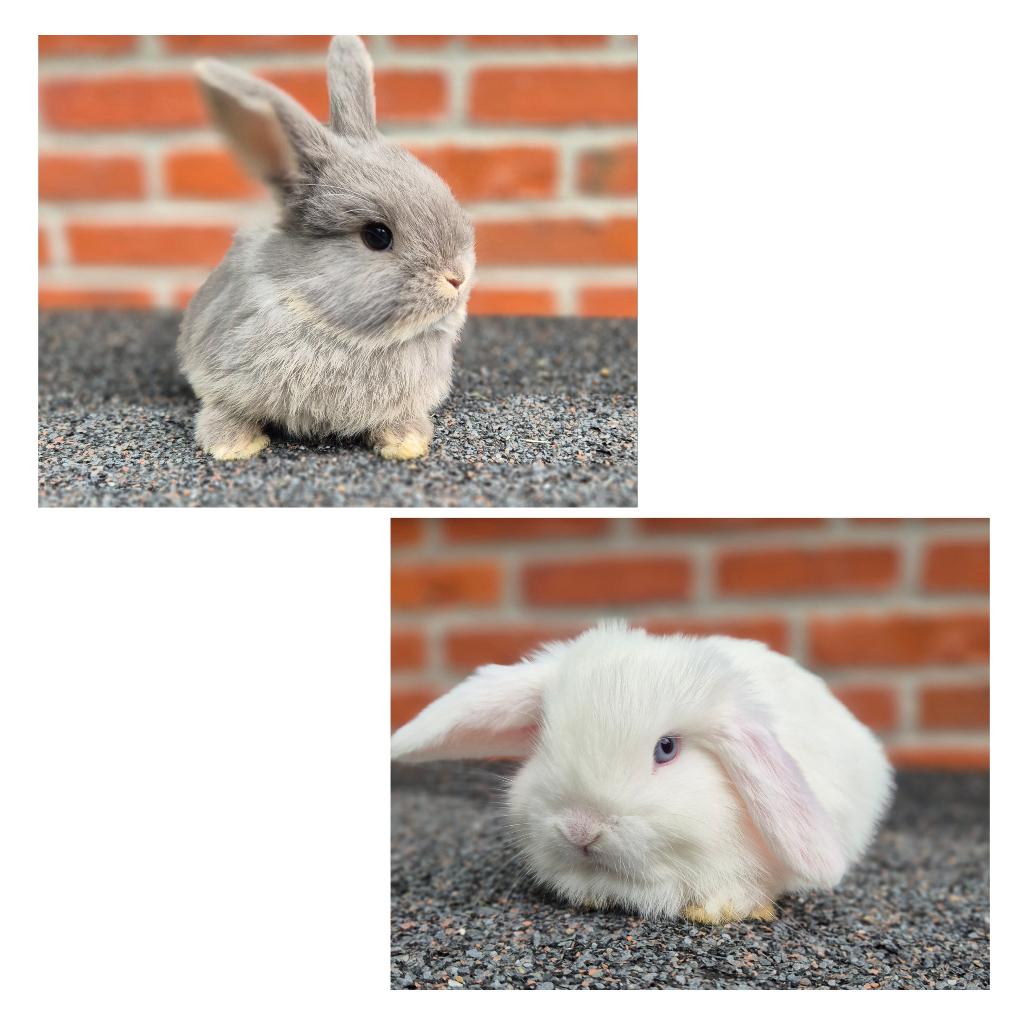 MINILOP KOPPELTJE, Dieren en Toebehoren, Konijnen, Klein, Meerdere dieren, 0 tot 2 jaar, Hangoor
