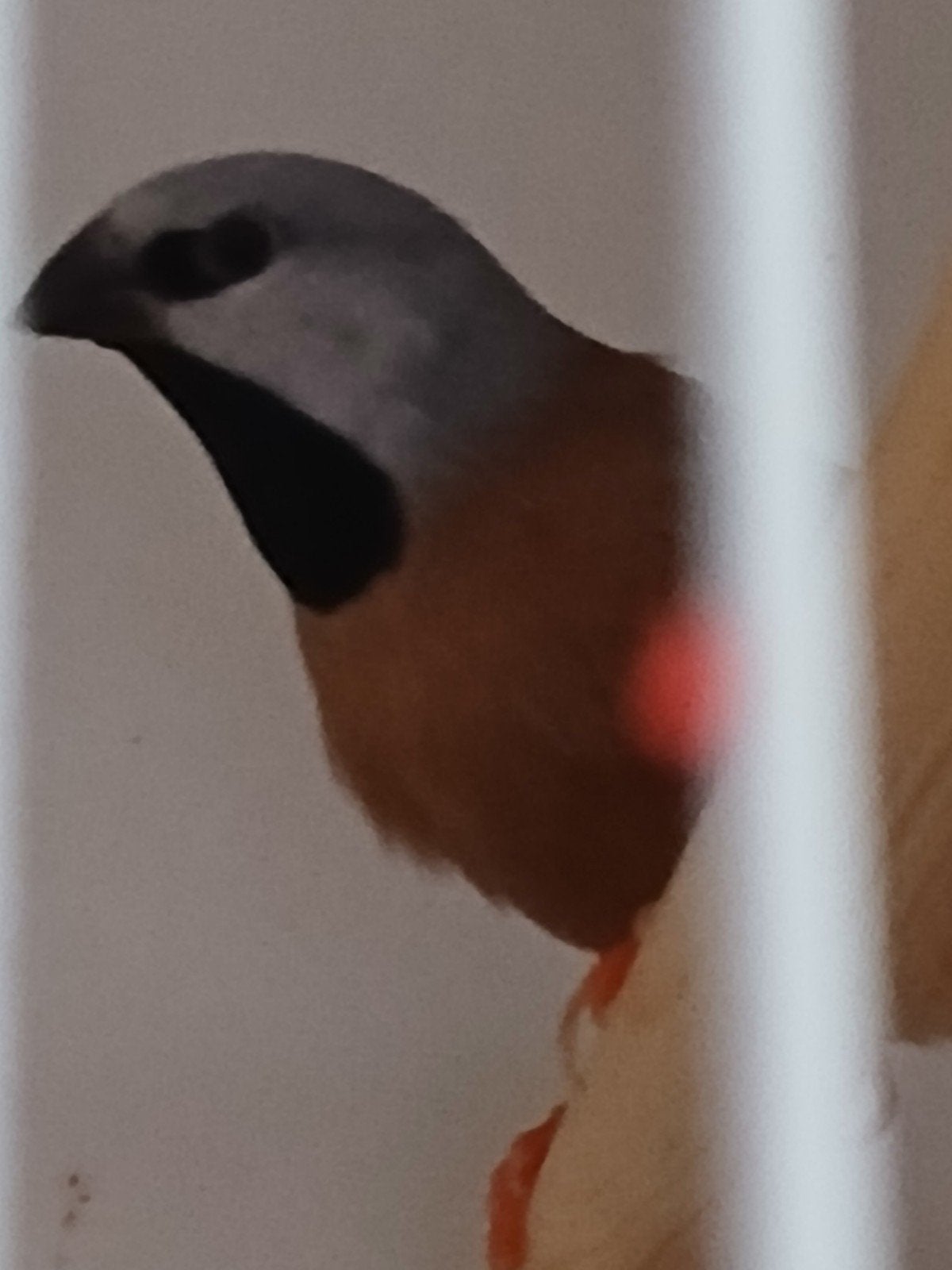 Gordelgrasvinken koppel, Dieren en Toebehoren, Vogels | Overige Vogels, Meerdere dieren, Geringd