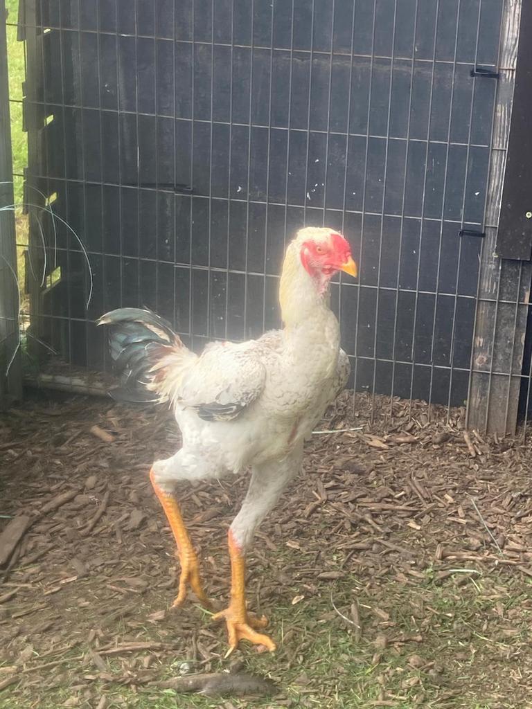 Indio gigante man, Mâle, Poule ou poulet