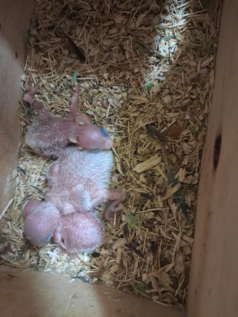 Jonge fischeries om zelf te pappen, Dieren en Toebehoren, Vogels | Parkieten en Papegaaien, Geslacht onbekend, Dwergpapegaai of Agapornis