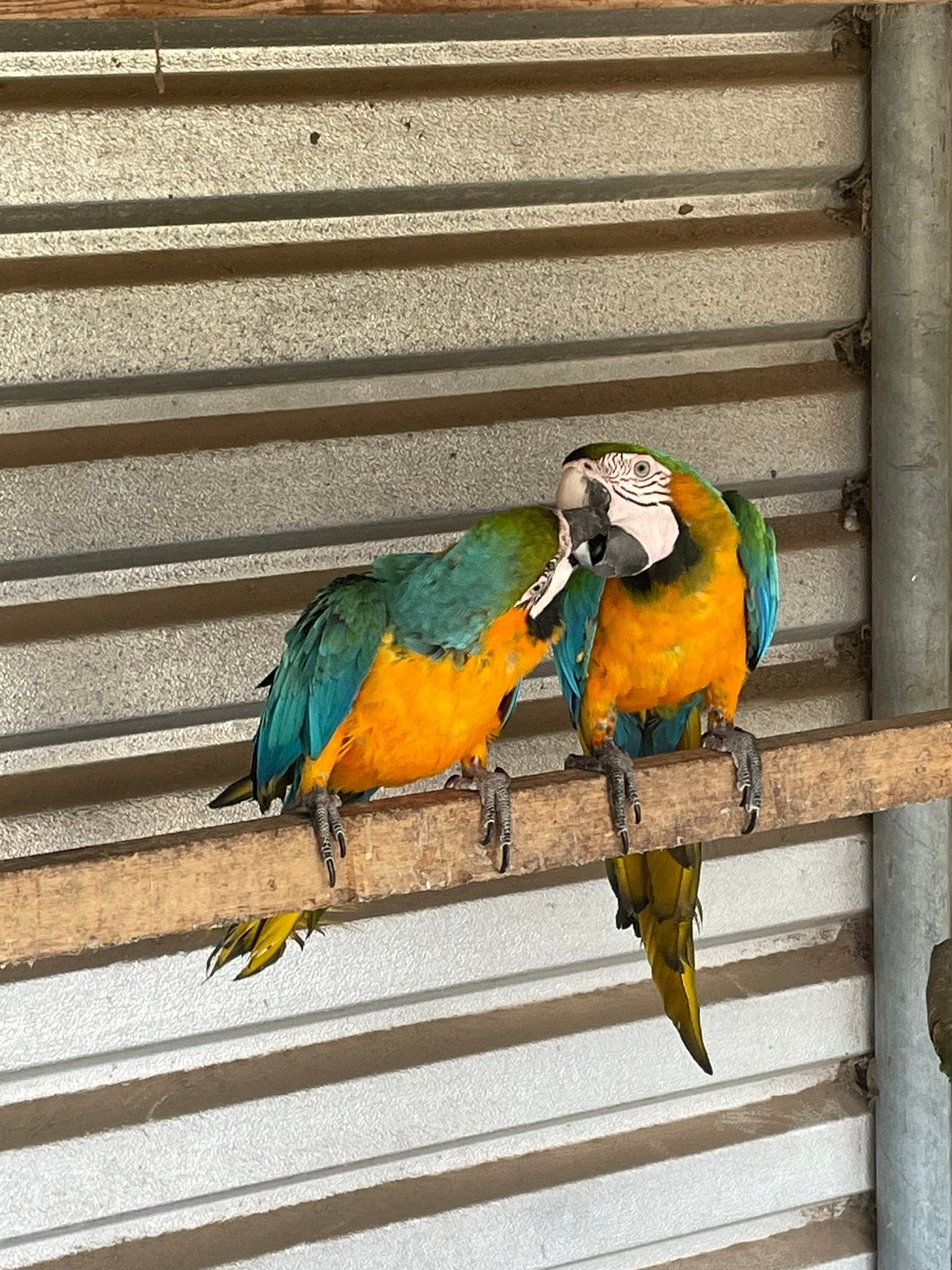 Harlekijn ara, Plusieurs animaux, Perroquet, Domestique
