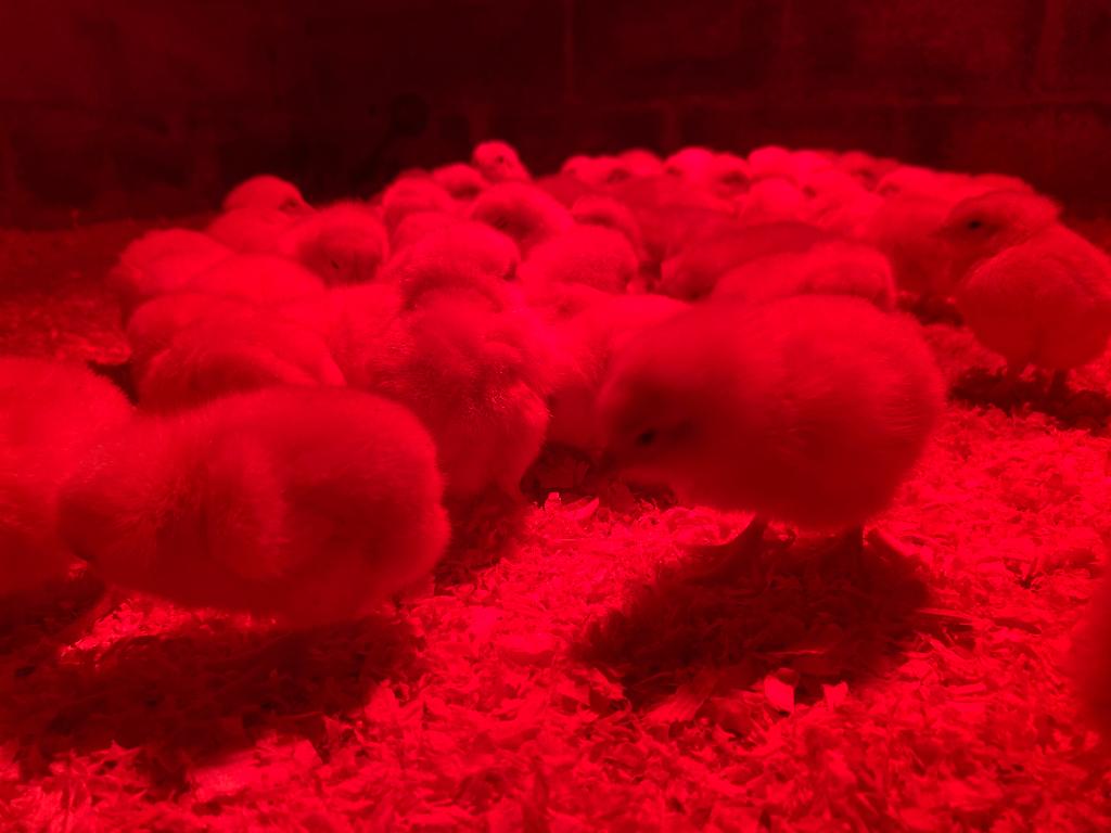 Vleeskuikens, Dieren en Toebehoren, Pluimvee, Meerdere dieren, Kip