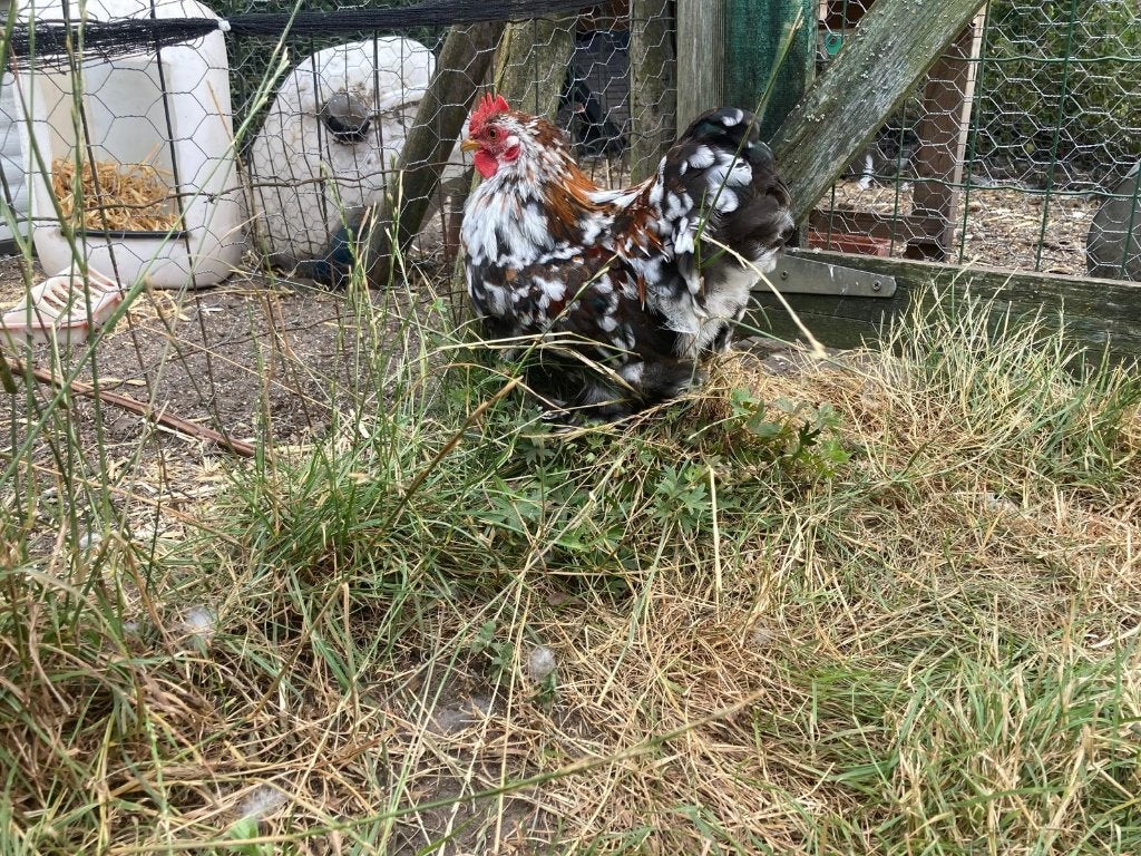 cochin kriel haantjes, Animaux & Accessoires, Mâle, Poule ou poulet