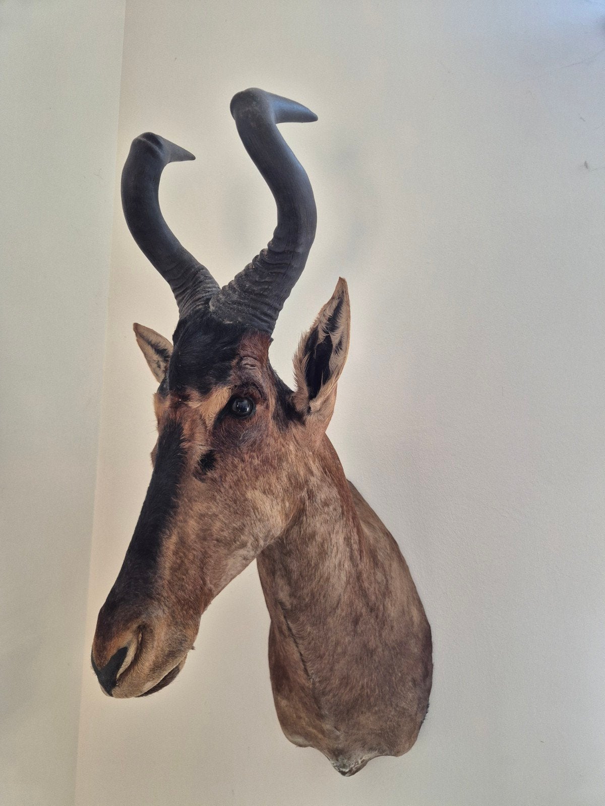 Opgezet Afrikaans Hartebeest, Verzamelen, Ophalen, Hert