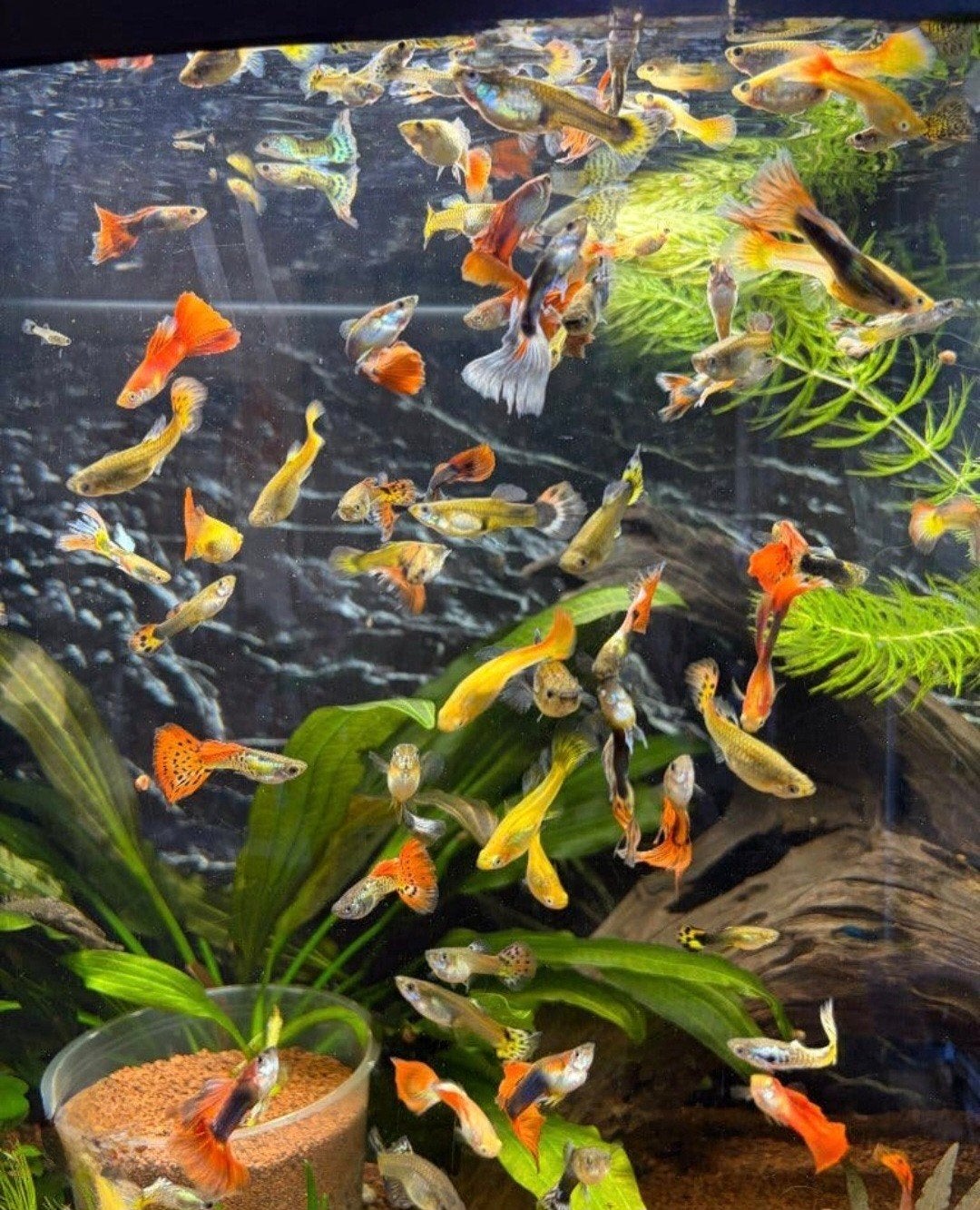 Verschillende guppy's, Ophalen