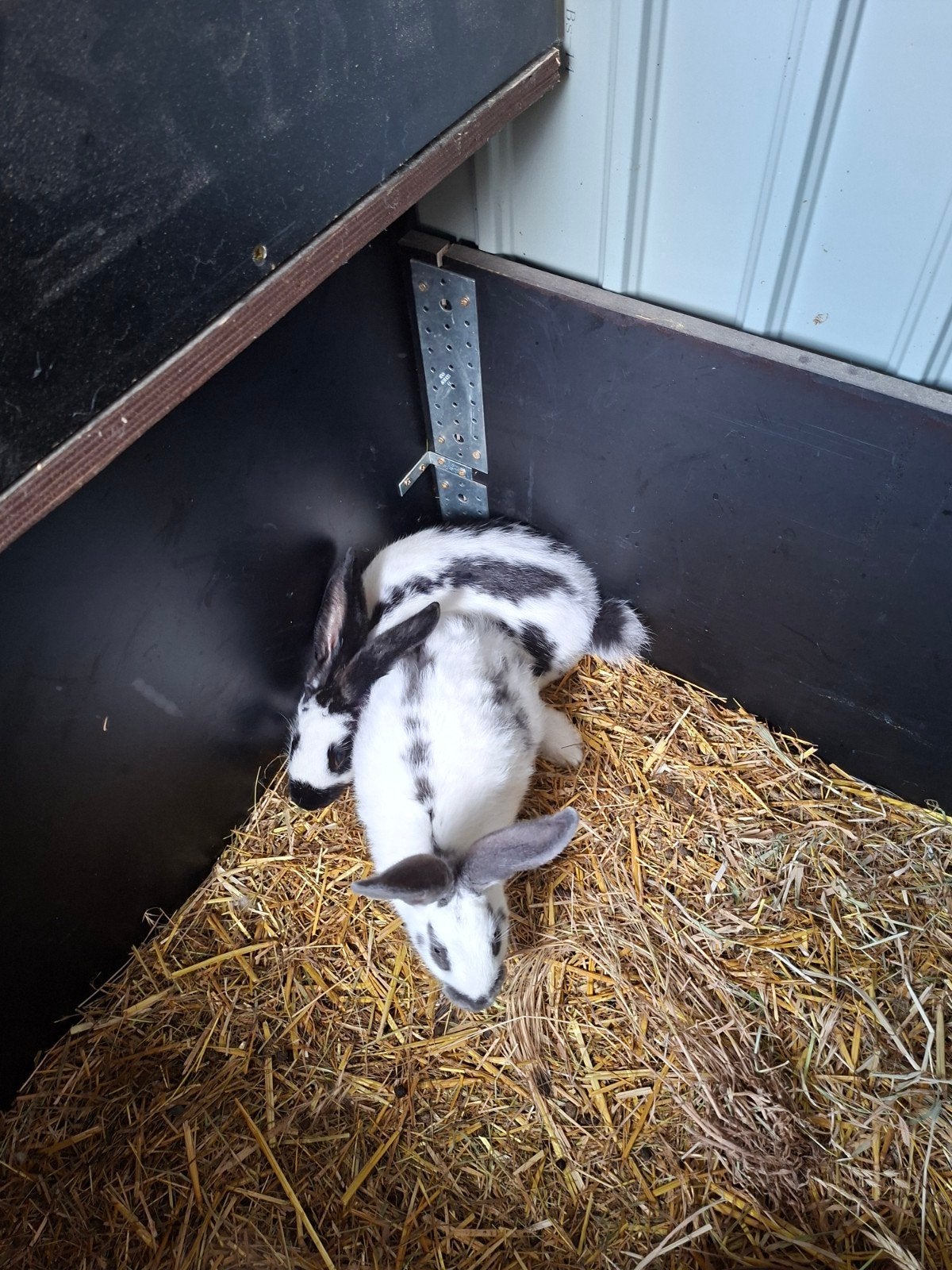 2 vlinder rammen, Dieren en Toebehoren, Konijnen, Mannelijk, Groot, 0 tot 2 jaar