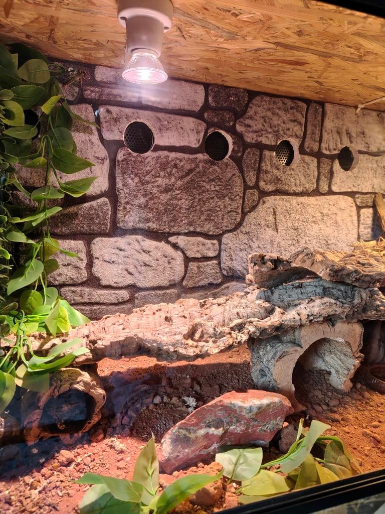 Terrarium te koop met 2 luipaard gekko's, Dieren en Toebehoren