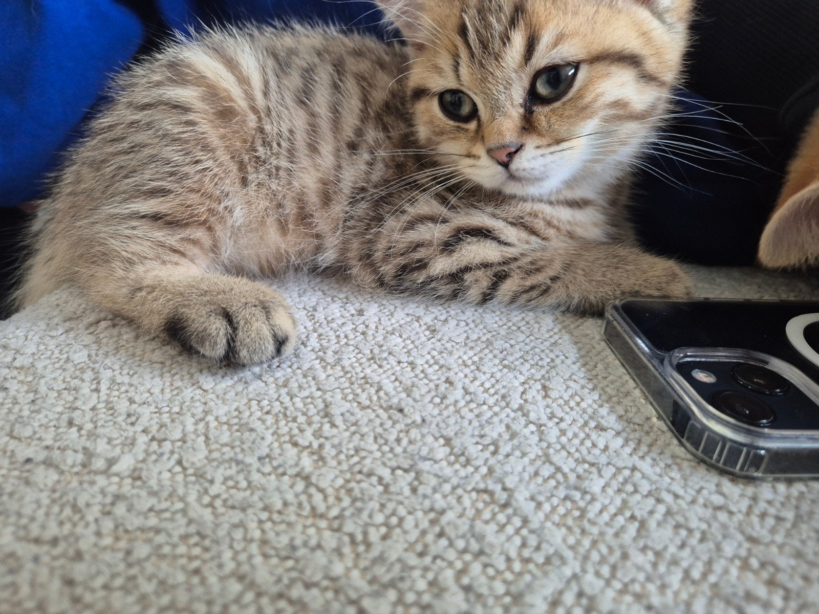 Britse korthaar, Dieren en Toebehoren, Katten en Kittens | Raskatten | Korthaar, Meerdere dieren, Gechipt, 0 tot 2 jaar