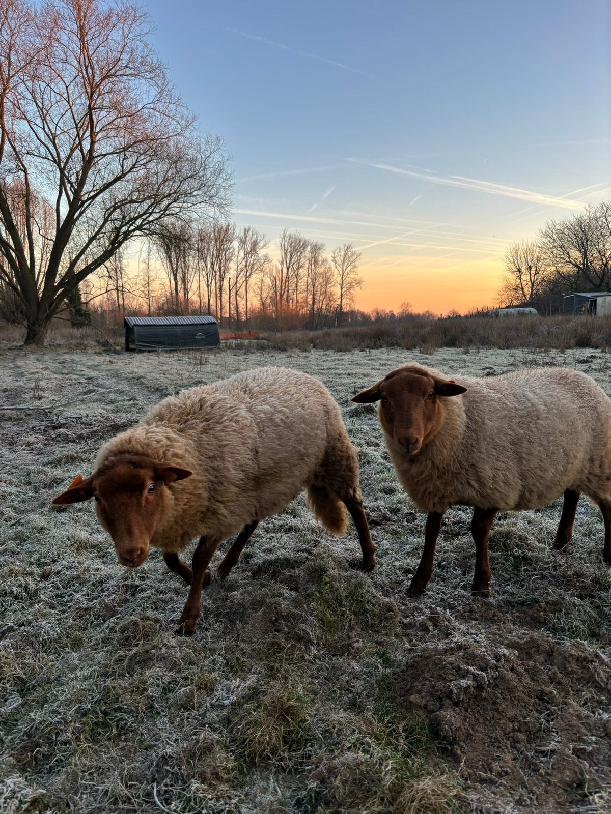 Ardense voskop, Dieren en Toebehoren, Schapen, Geiten en Varkens
