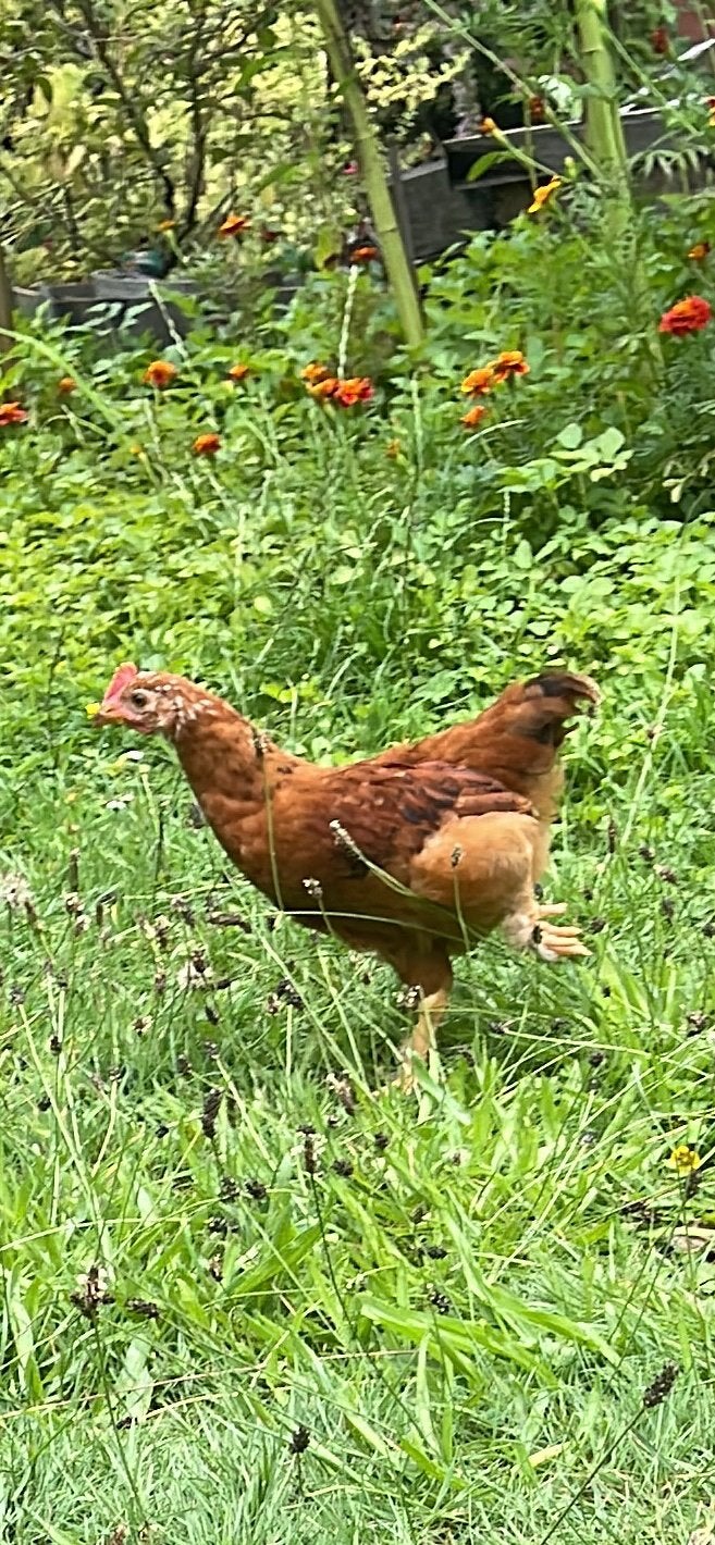 Haantje zoekt hennetjes om toompje te beginnen, Mâle, Poule ou poulet