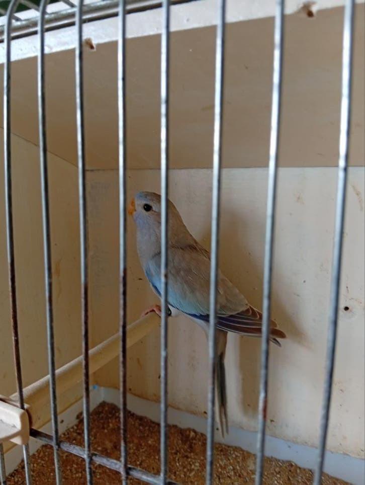 Splendid cinnamon blauw 26, Dieren en Toebehoren, Geslacht onbekend, Geringd