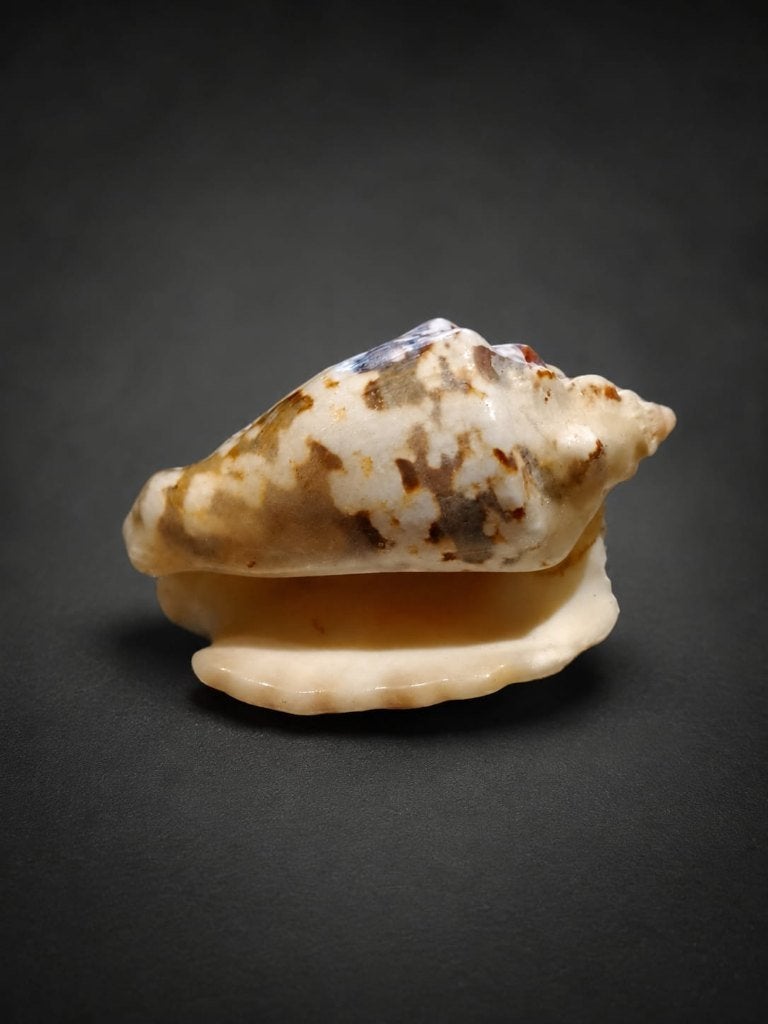Oude kleine schelp Lentigo lentiginosus, Ophalen, Schelp(en)