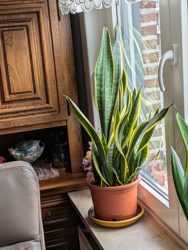 Sansevierias (vrouwentongen), Maison & Meubles, Plantes d'intérieur, Autres espèces, En pot, Moins de 100 cm, Enlèvement