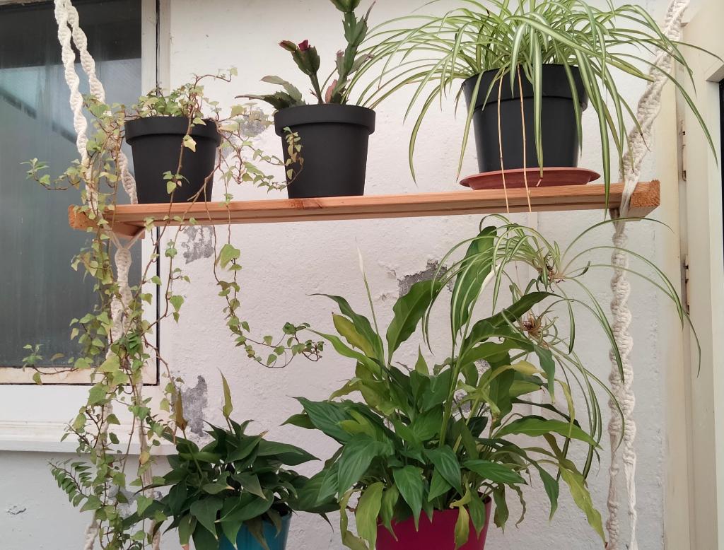Kamerplanten, Huis en Inrichting, Kamerplanten, Ophalen, Overige soorten, In pot, Minder dan 100 cm