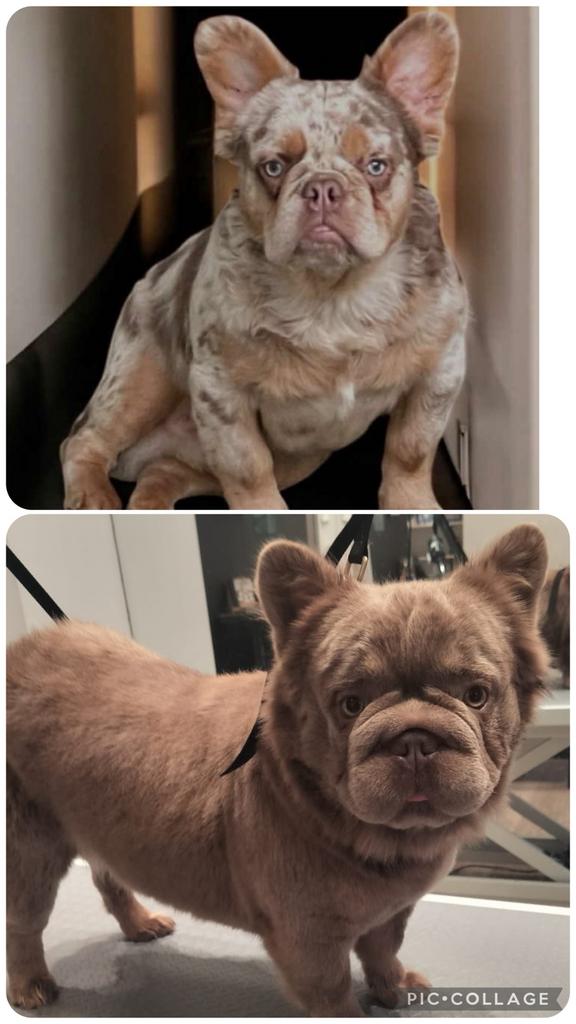 Fluffy franse bulldog pups huiselijk opgevoed, België, Fokker | Hobbymatig, 8 tot 15 weken, Meerdere