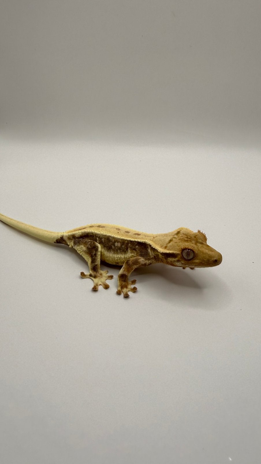Wimpergekko