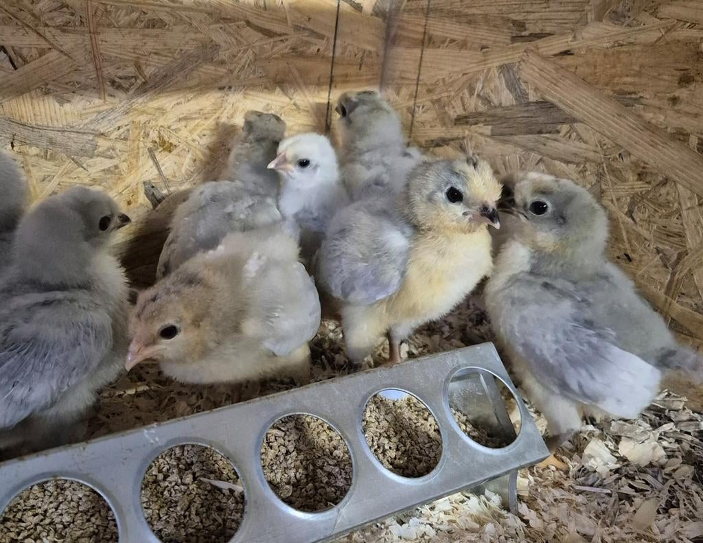 Lavendel Britse Araucana Kuikentjes