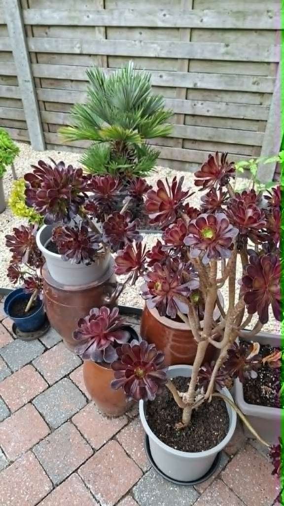 aeonium s   verschillende, Tuin en Terras, Ophalen