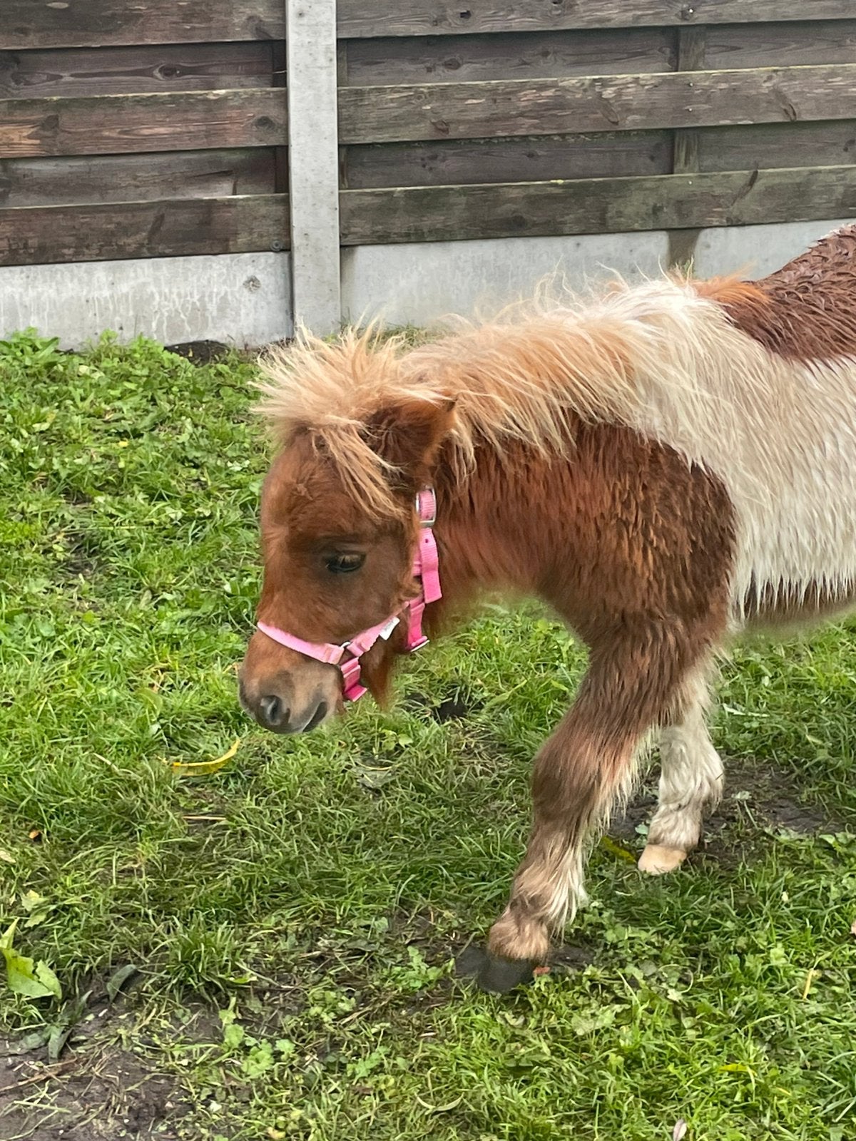 Shetlander, Dieren en Toebehoren, Hengst