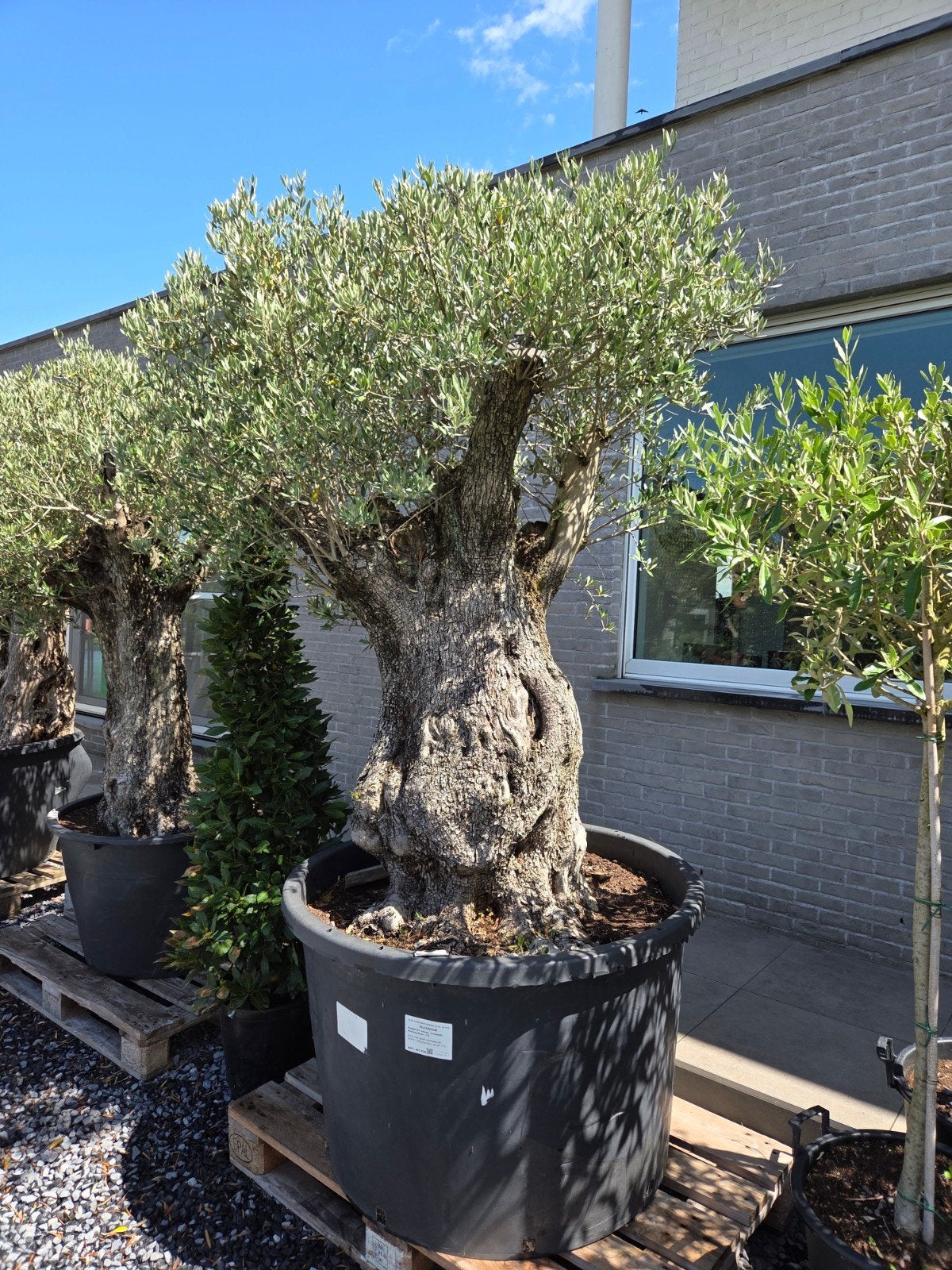 Olijfboom Olea Europaea Bonsai, Ophalen, Olijfboom