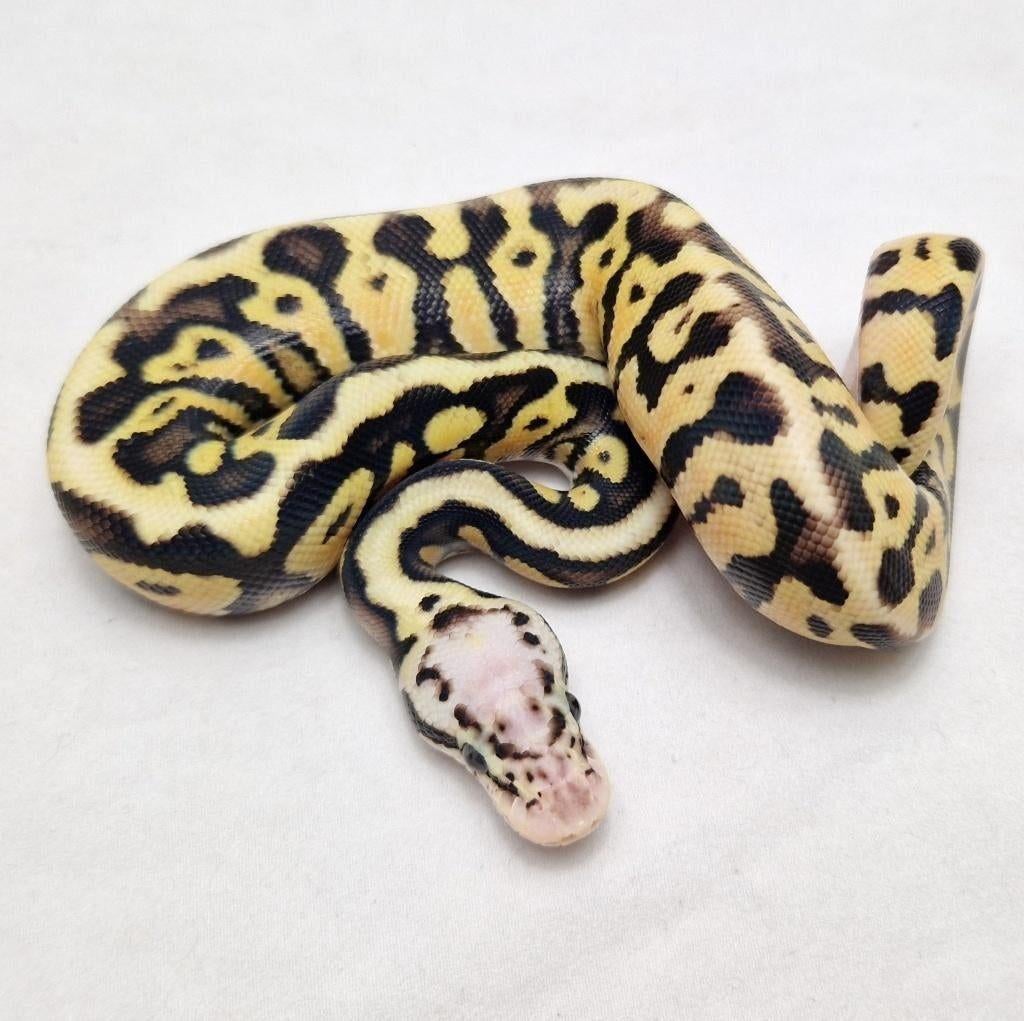 Enchi Pastel Spotnose koningspython man, Dieren en Toebehoren, Reptielen en Amfibieën, Slang, Tam, 0 tot 2 jaar