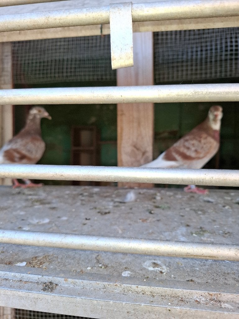 Pigeons voyageur, Animaux & Accessoires, Oiseaux | Pigeons, Plusieurs animaux, Pigeon voyageur