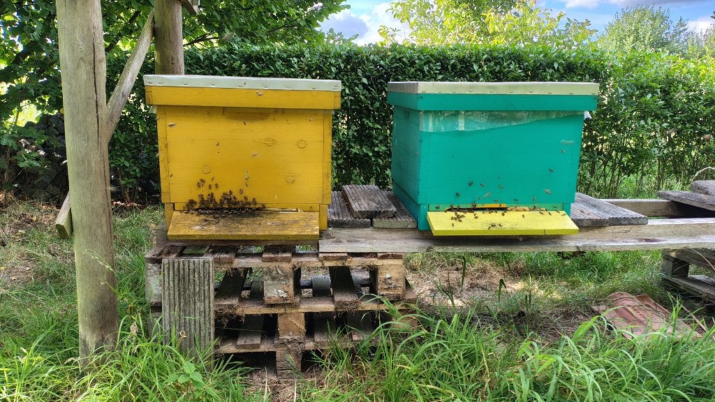 Colonies d'abeilles Dadant, Animaux & Accessoires, Abeilles