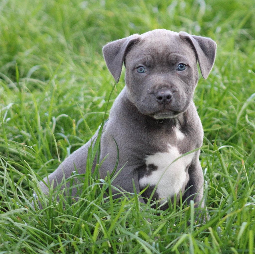 Chiots Stafford américains, American Staffordshire Terrier, Maladie de Carré (chiens), Plusieurs, Belgique