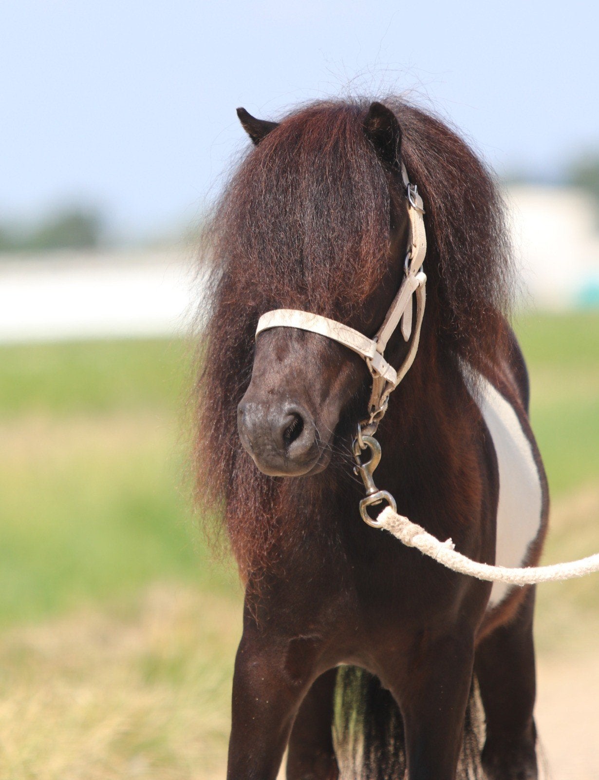 Prachtige bonte shetlander ruin, Merrie, M, Gechipt, 3 tot 6 jaar