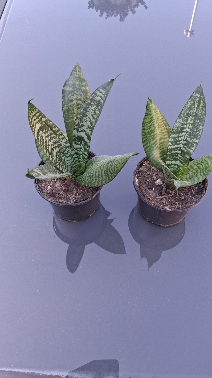 mini sanseveria et nénuphar, Enlèvement