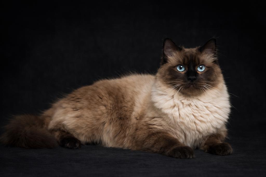 Ragdoll seal mink dekkater (niet te koop), Dieren en Toebehoren, 0 tot 2 jaar
