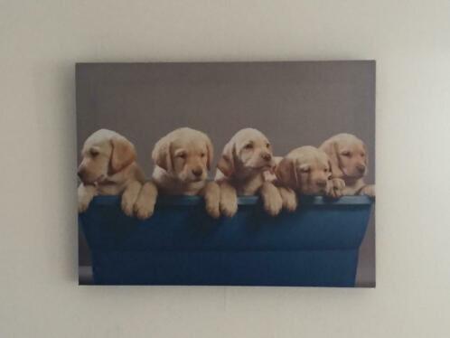 Cadre Poster Chiots, Enlèvement ou Envoi, Rectangulaire horizontal, A1 jusqu'à A3, Canevas ou Toile