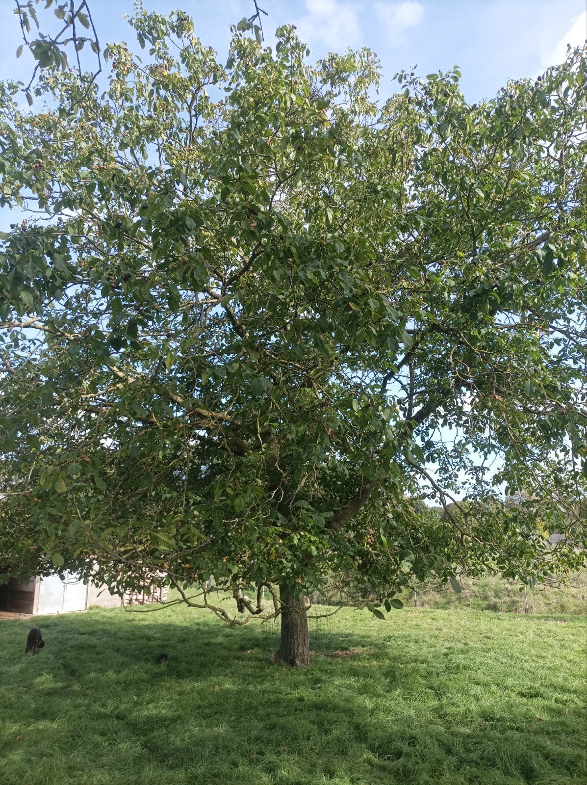 Verse okkernoten te koop., Enlèvement
