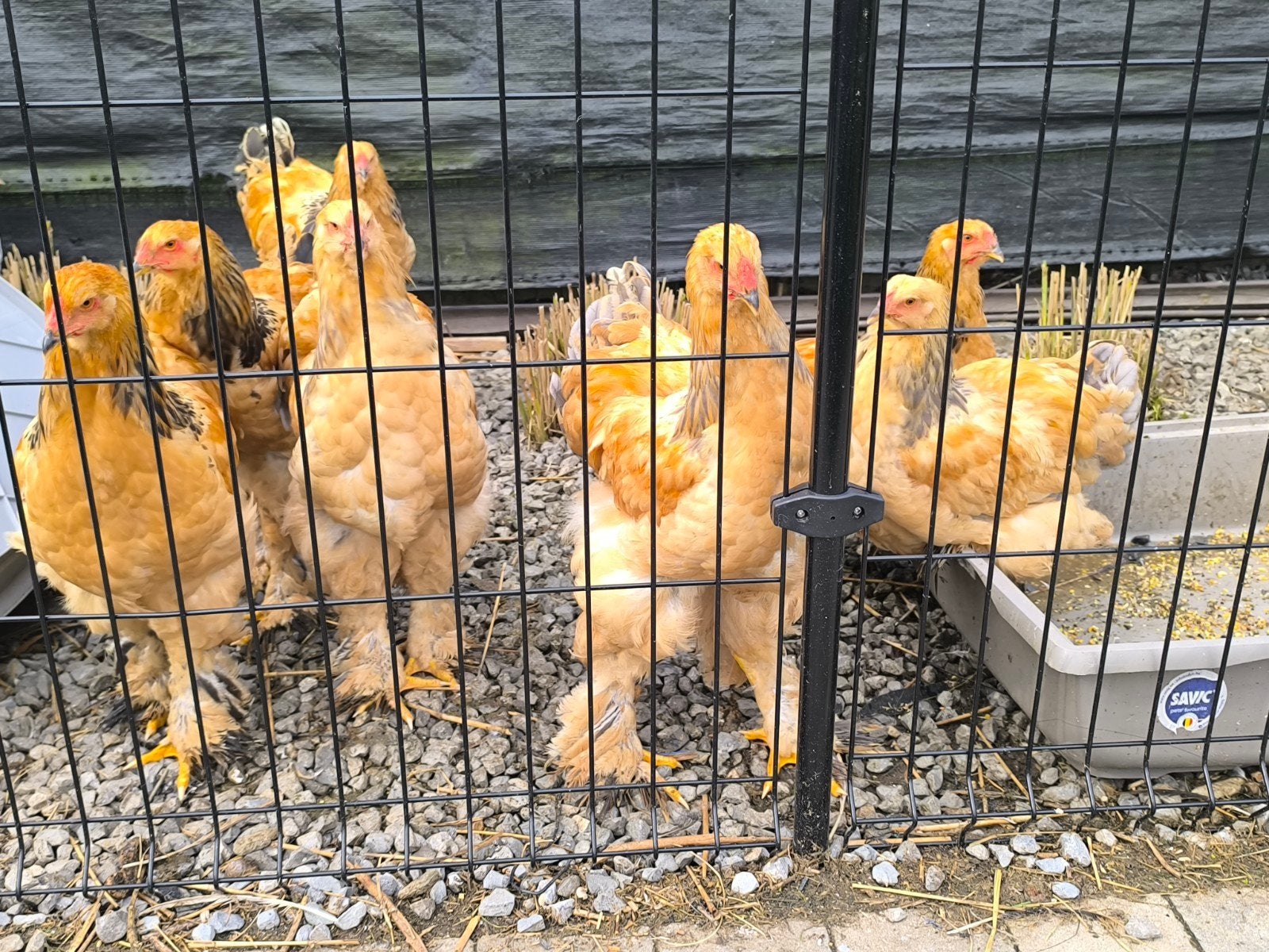 Brahma buff Columbia zwart, Dieren en Toebehoren