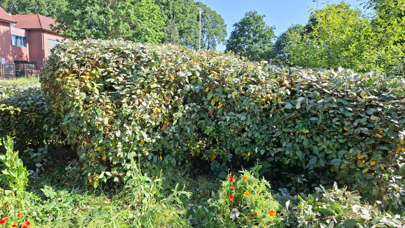 Olijfwilg haag (elaeagnus ebbingei), Tuin en Terras, Ophalen, Overige soorten, Haag, 100 tot 250 cm