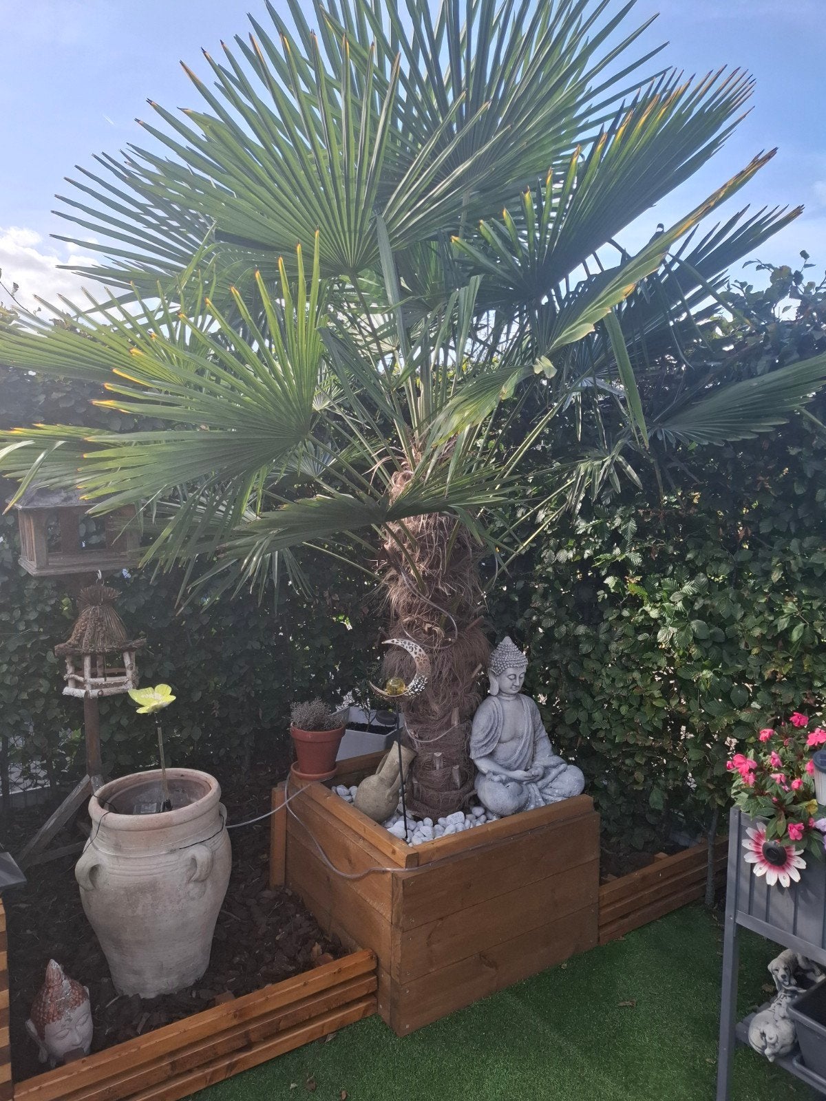 mooie palmboom, Tuin en Terras, Ophalen, Palmboom