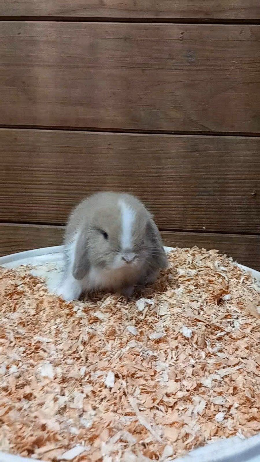 minilop rammelaartje, Dieren en Toebehoren, Mannelijk, Klein, Hangoor, 0 tot 2 jaar