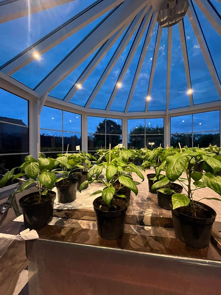 Zoete oranje paprika plant, Ophalen
