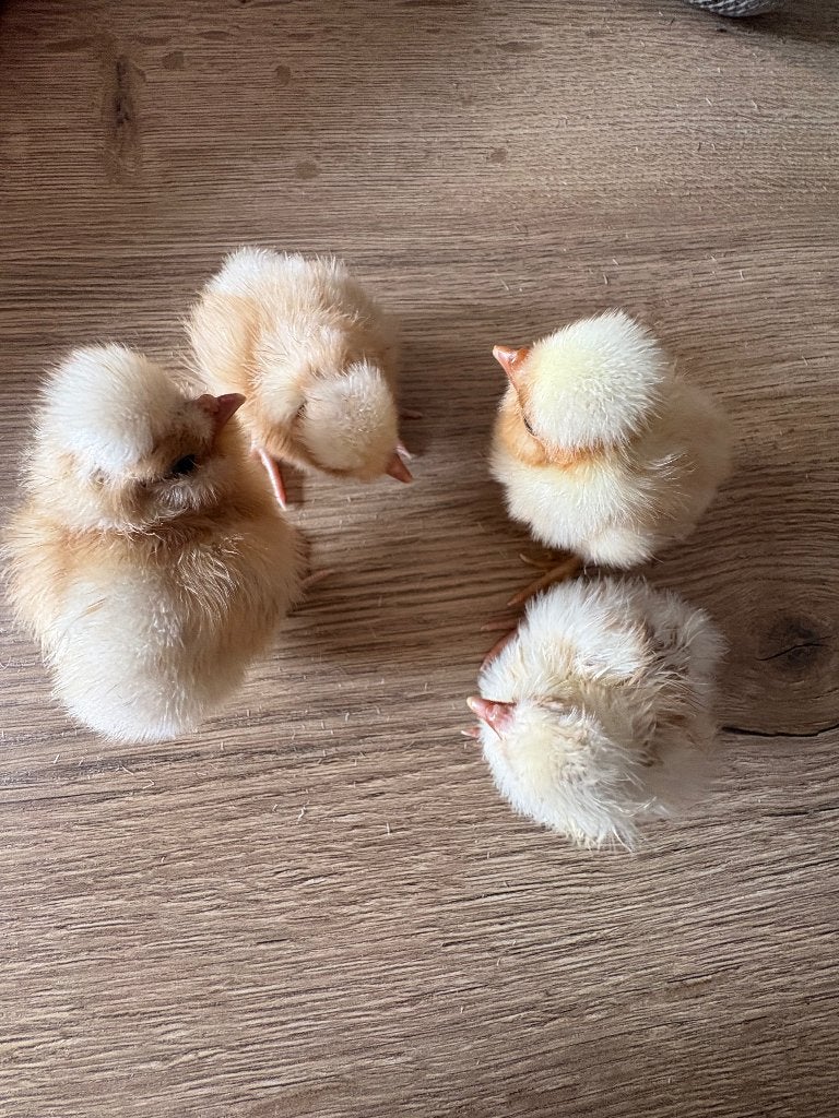 Padua hennen, Femelle, Poule ou poulet