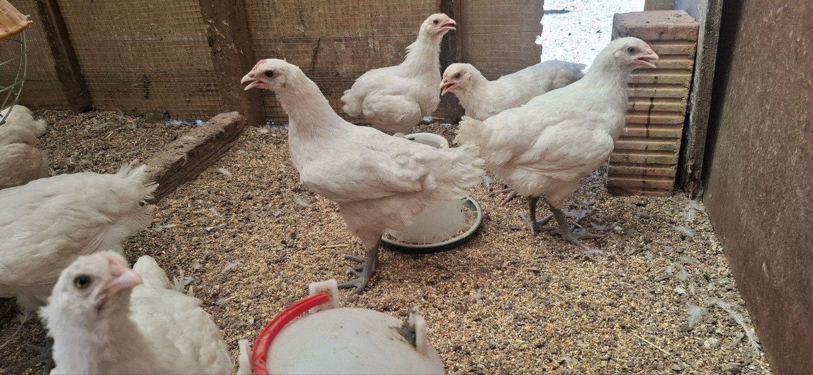 Jeunes poules Poule De Bresse, couleur blanche, race pure