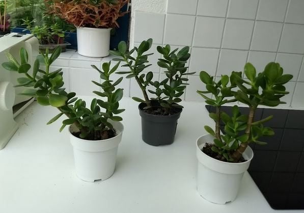 Crassula ovata - Jadeplant (kamerplant), Maison & Meubles, Enlèvement, Plante succulente