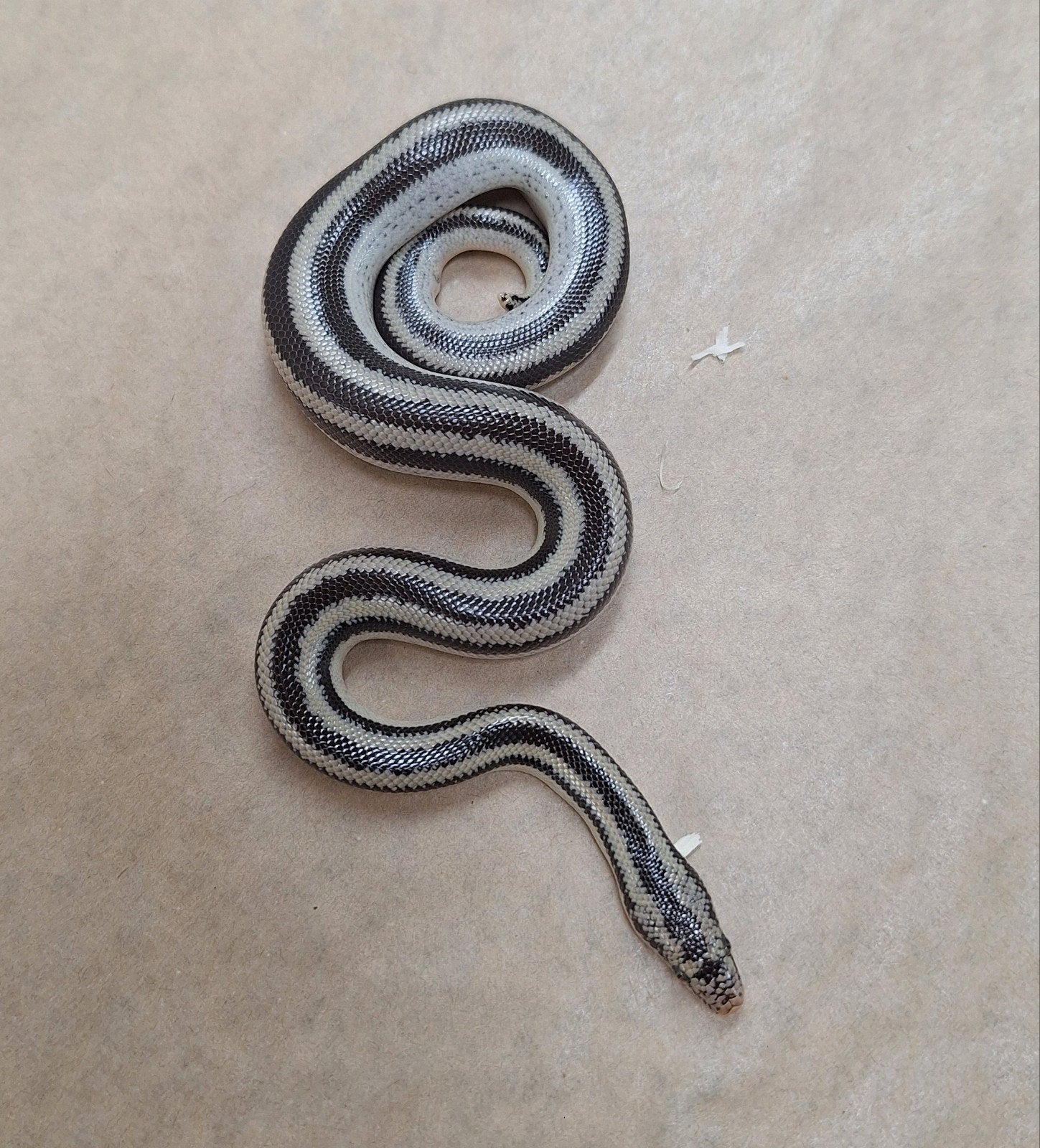 San Ignacio Rosyboa, Serpent, Domestique, 0 à 2 ans
