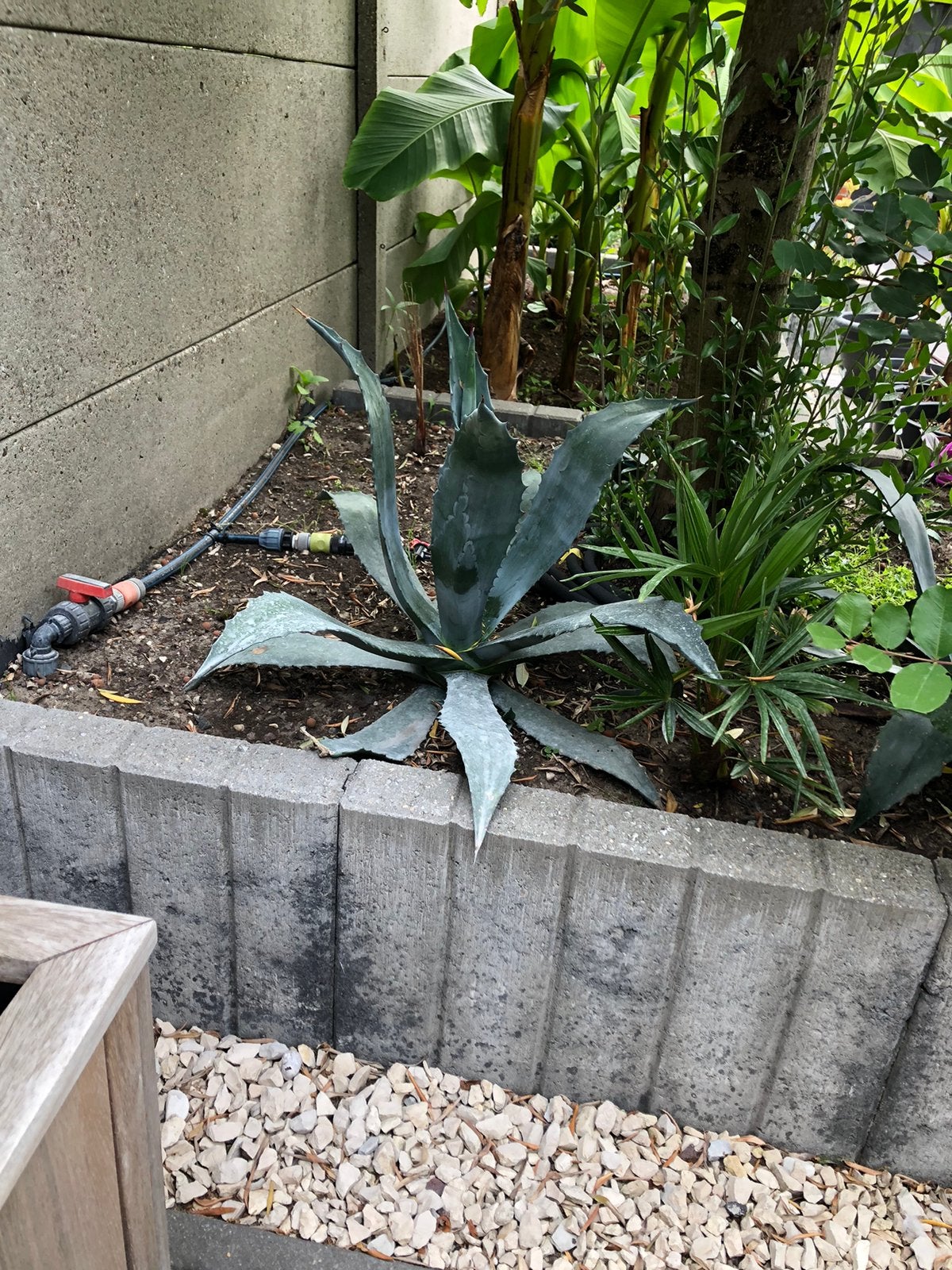 Agave, Ophalen